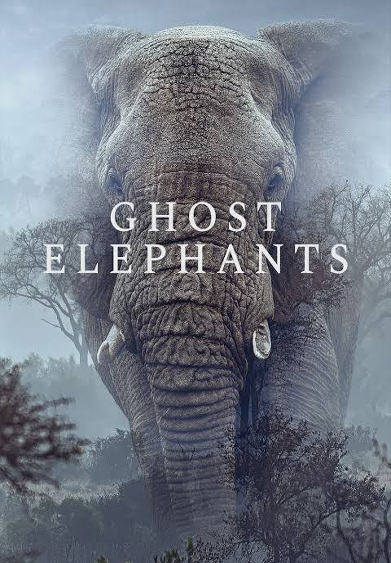 error loading movie image